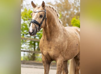 Andaluces, Semental, 4 años, 161 cm, Palomino