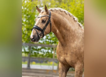 Andaluces, Semental, 4 años, 161 cm, Palomino