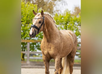 Andaluces, Semental, 4 años, 161 cm, Palomino