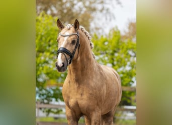 Andaluces, Semental, 4 años, 161 cm, Palomino