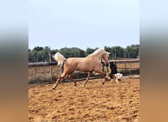 Andaluces, Semental, 4 años, 161 cm, Palomino