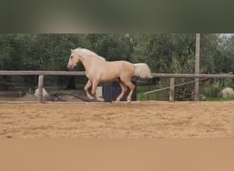 Andaluces, Semental, 4 años, 161 cm, Palomino