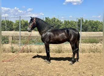 Andaluces, Semental, 4 años, 161 cm, Tordo