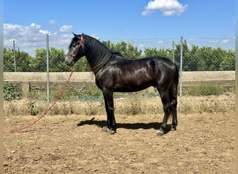 Andaluces, Semental, 4 años, 161 cm, Tordo