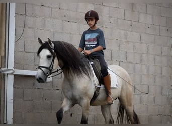 Andaluces, Semental, 4 años, 162 cm, Musgo marrón
