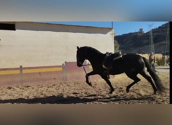 Andaluces, Semental, 4 años, 162 cm, Negro