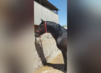 Andaluces, Semental, 4 años, 162 cm, Negro