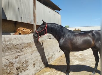 Andaluces, Semental, 4 años, 162 cm, Negro