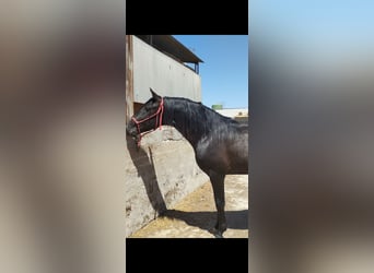 Andaluces, Semental, 4 años, 162 cm, Negro