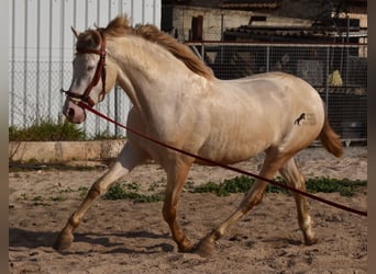 Andaluces, Semental, 4 años, 162 cm, Perlino