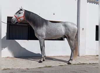Andaluces, Semental, 4 años, 162 cm, Tordo