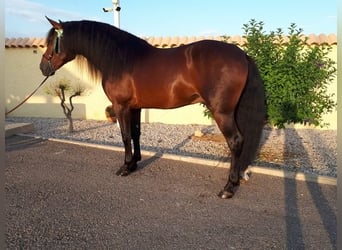 Andaluces, Semental, 4 años, 163 cm, Castaño rojizo