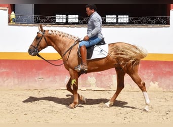 Andaluces, Semental, 4 años, 163 cm, Palomino