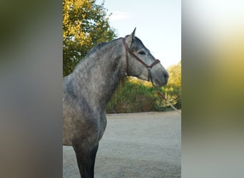 Andaluces, Semental, 4 años, 163 cm, Tordo