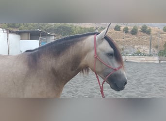 Andaluces, Semental, 4 años, 164 cm, Bayo