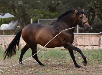 Andaluces, Semental, 4 años, 164 cm, Bayo