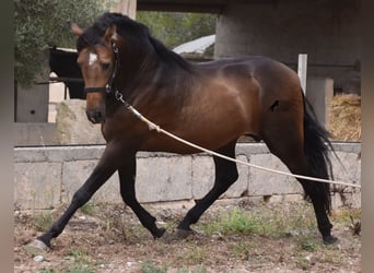 Andaluces, Semental, 4 años, 164 cm, Bayo