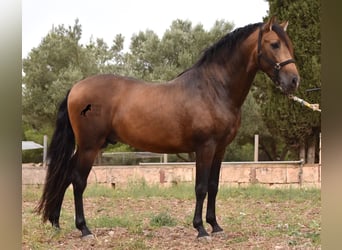 Andaluces, Semental, 4 años, 164 cm, Bayo