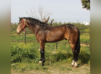 Andaluces, Semental, 4 años, 164 cm, Buckskin/Bayo