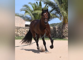 Andaluces, Semental, 4 años, 164 cm, Castaño