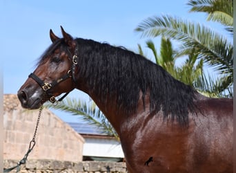 Andaluces, Semental, 4 años, 164 cm, Castaño