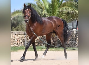 Andaluces, Semental, 4 años, 164 cm, Castaño