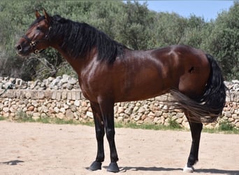 Andaluces, Semental, 4 años, 164 cm, Castaño