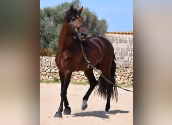 Andaluces, Semental, 4 años, 164 cm, Castaño