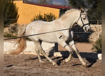Andaluces, Semental, 4 años, 164 cm, Tordo