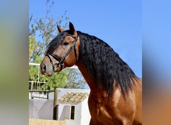 Andaluces, Semental, 4 años, 165 cm, Castaño