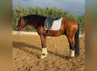 Andaluces, Semental, 4 años, 165 cm, Castaño rojizo