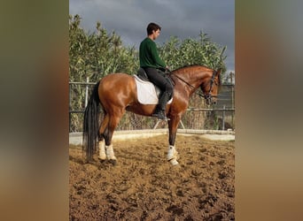 Andaluces, Semental, 4 años, 165 cm, Castaño rojizo