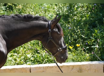 Andaluces, Semental, 4 años, 165 cm, Negro