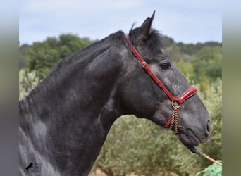 Andaluces, Semental, 4 años, 165 cm, Tordo