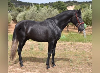 Andaluces, Semental, 4 años, 165 cm, Tordo