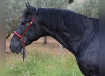 Andaluces, Semental, 4 años, 165 cm, Tordo