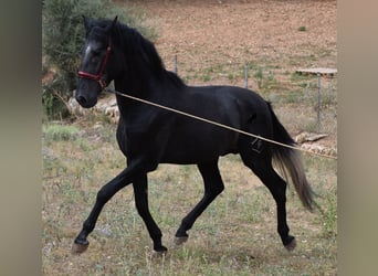 Andaluces, Semental, 4 años, 165 cm, Tordo