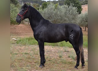 Andaluces, Semental, 4 años, 165 cm, Tordo