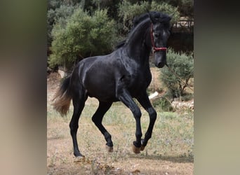 Andaluces, Semental, 4 años, 165 cm, Tordo