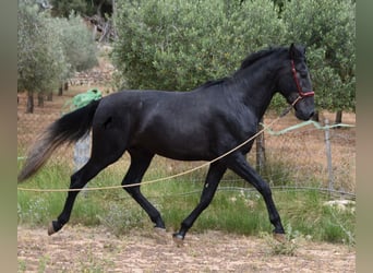 Andaluces, Semental, 4 años, 165 cm, Tordo