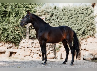 Andaluces, Semental, 4 años, 166 cm, Castaño oscuro
