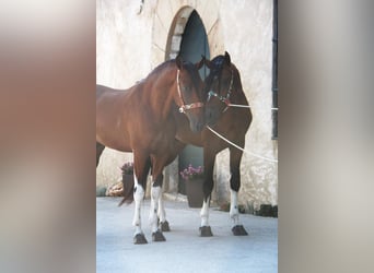 Andaluces, Semental, 4 años, 167 cm, Castaño rojizo