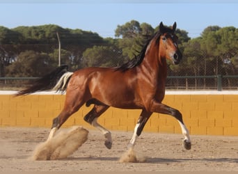 Andaluces, Semental, 4 años, 167 cm, Castaño rojizo