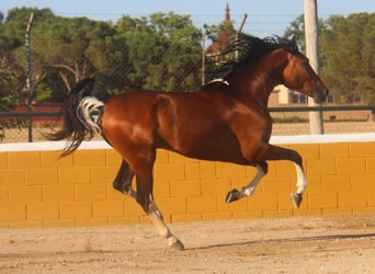 Andaluces, Semental, 4 años, 167 cm, Castaño rojizo