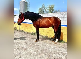 Andaluces, Semental, 4 años, 168 cm, Castaño rojizo