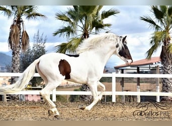 Andaluces, Semental, 4 años, 168 cm, Pío