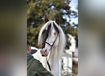 Andaluces, Semental, 4 años, 168 cm, Pío