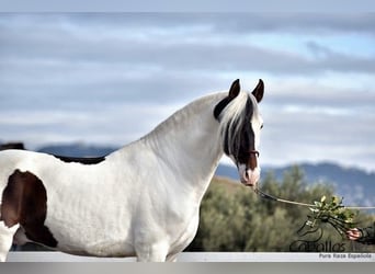 Andaluces, Semental, 4 años, 168 cm, Pío