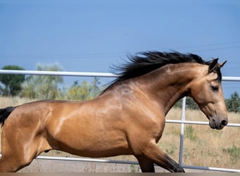 Andaluces, Semental, 4 años, 172 cm, Bayo