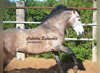 Andaluces, Semental, 5 años, 156 cm, Tordillo negro